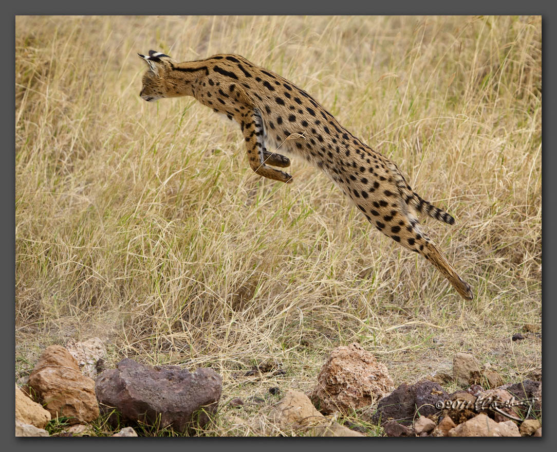 http://www.edrotberg.org/images/Serval%20Cat%20leaps.jpg